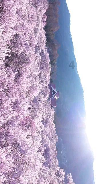 村儿里来了新房客